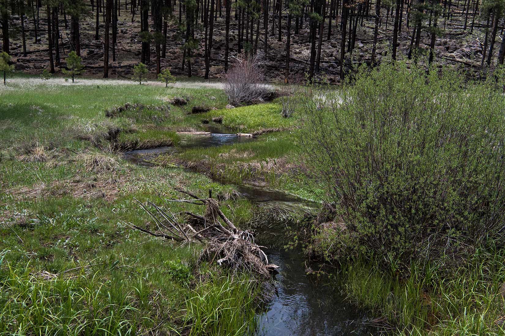 05291-Centerfire-Creek-within-Critical-Habitat-Exclosure-Apache-National-Forest-20190519_DSC4256-new.jpg