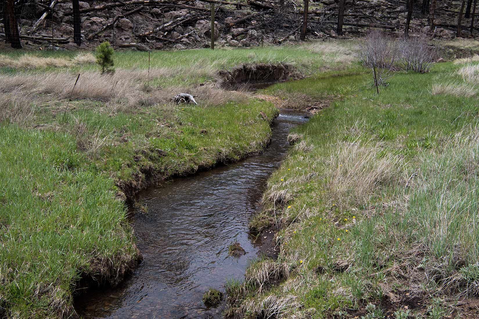 05296-Centerfire-Creek-within-Critical-Habitat-Exclosure-Apache-National-Forest-20190519_DSC4274-new.jpg
