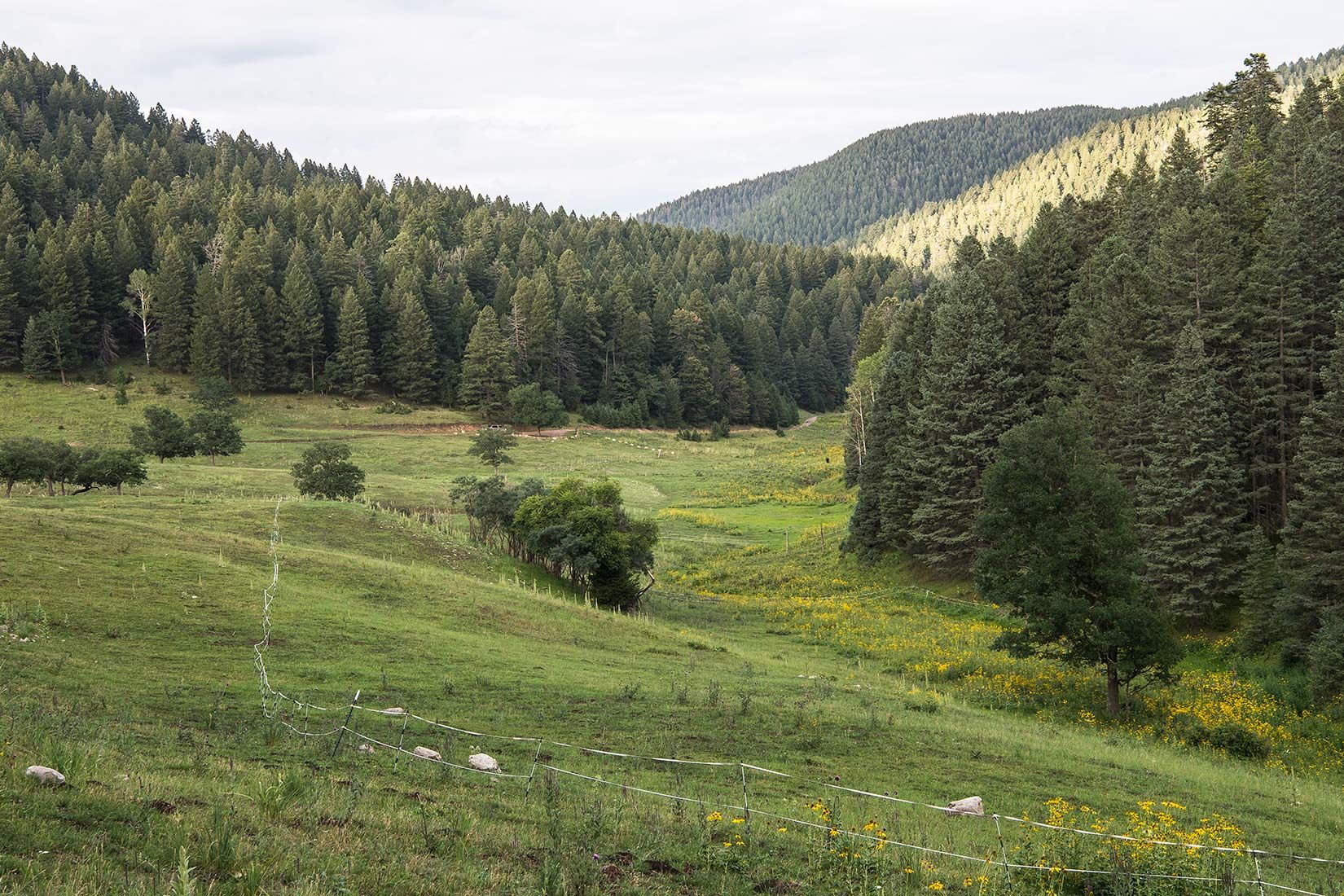 05451-NMMJM-CH-Wills-Canyon-Lincoln-NF-20190803_DSC0024-ELECTRIC-FENCE-GRAZED-BOTH-SIDES-new.jpg