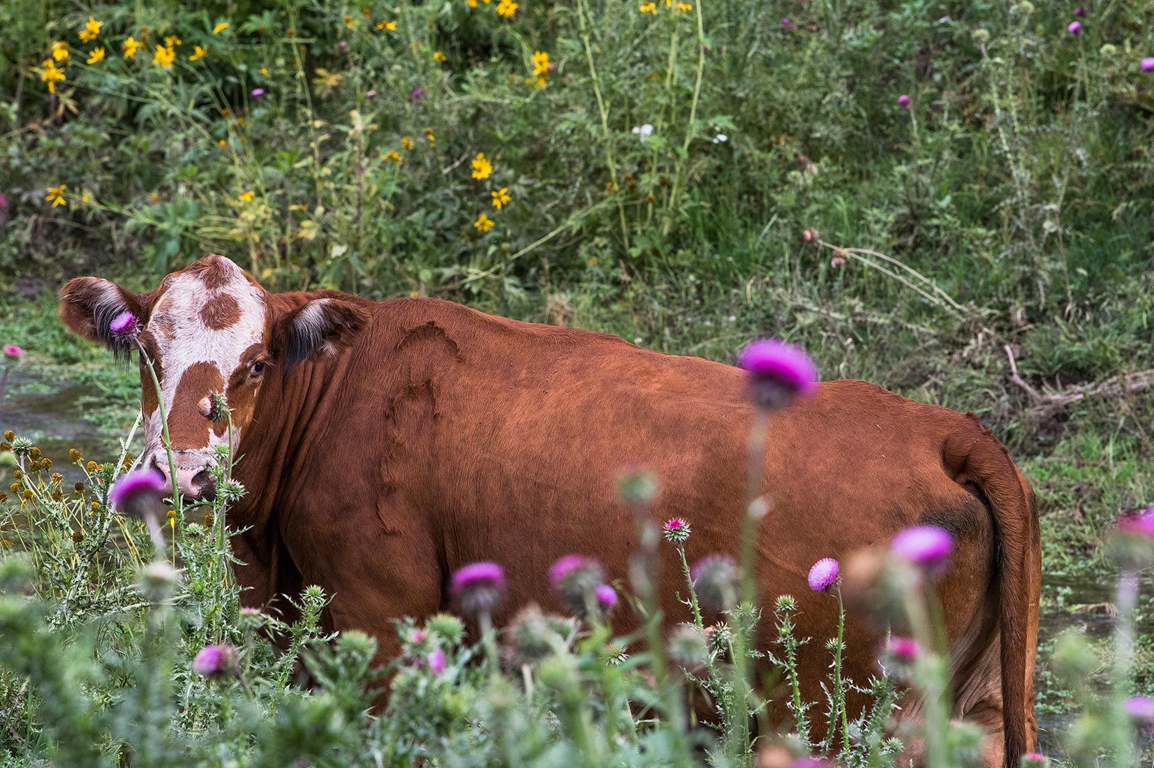 05494-NMMJM-CH-Upper-Rio-Penasco-Lincoln-NF-20190804_DSC0181-COW-INSIDE-OF-EXCLOSURE-new.jpg