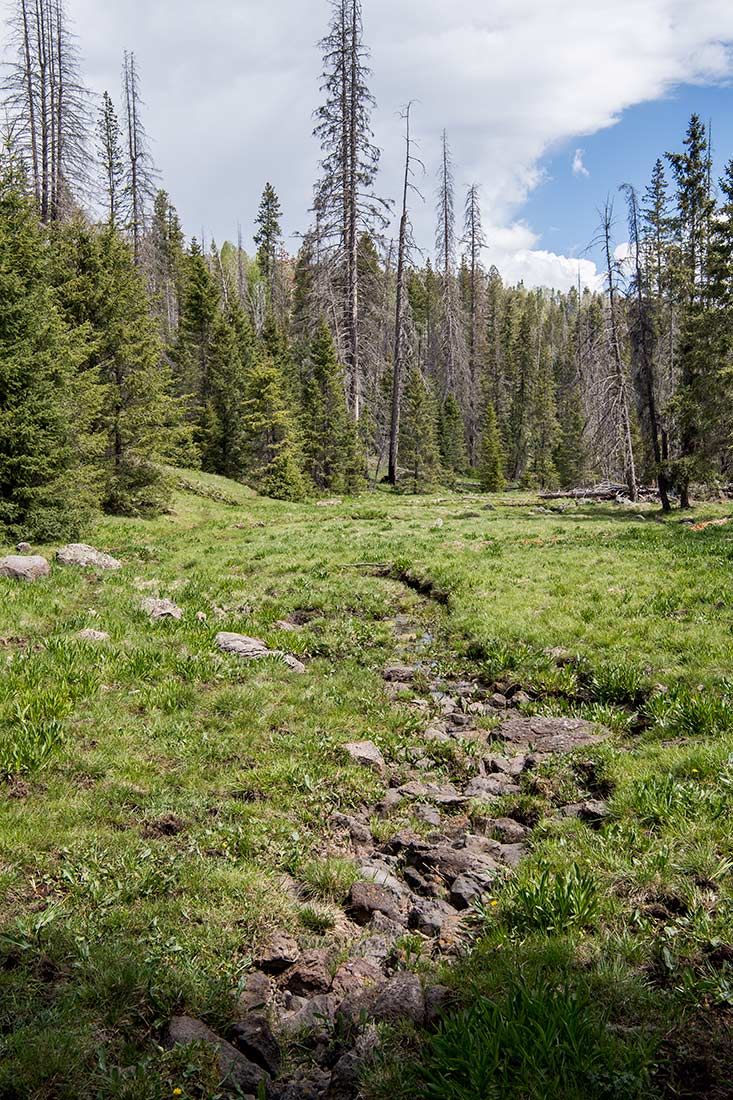05322-Damaged-Critical-Habitat-Corduroy-Creek-Apache-National-Forest-20190605_DSC6437-new.jpg