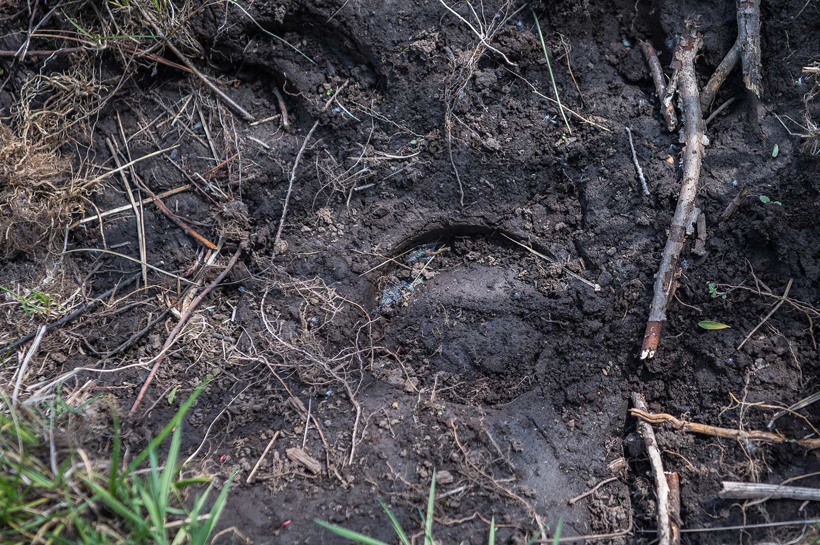 05307-Unshod-Horse-Footprint-West-Fork-Black-River-in-Critical-Habitat-Apache-National-Forest-20190604_DSC6010-new.jpg