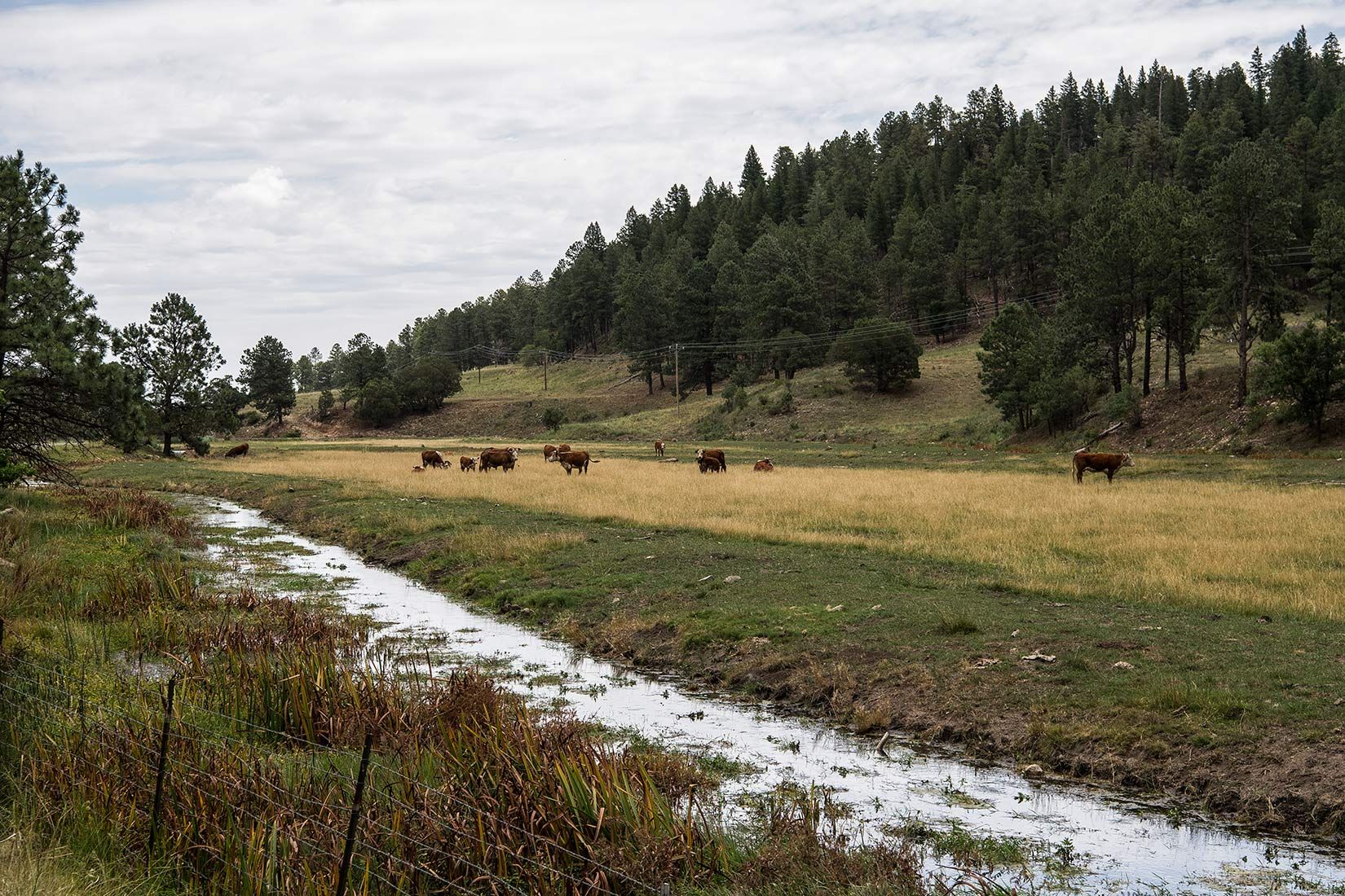 05449-NMMJM-CH-Middle-Rio-Penasco-Lincoln-NF-20190803_DSC9163-DENUDED-STREAM-ON-PRIVATE-LAND-WITH-COWS-new.jpg
