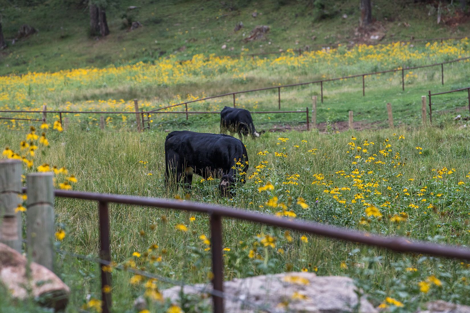 05418-NMMJM-CH-Pipe-Fence-Exclosure-Agua-Chiquita-Creek-Lincoln-NF-20190802-COWS-INSIDE_DSC8727-new.jpg