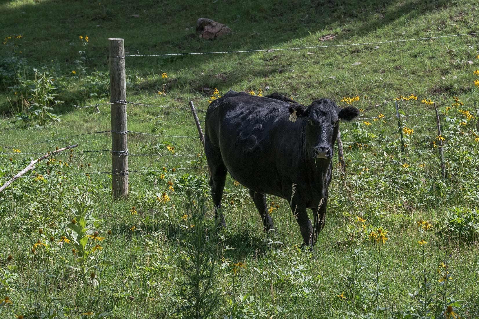 05438-NMMJM-CH-Exclosure-Middle-Rio-Penasco-Lincoln-NF-20190803_DSC9074-TRESPASS-COW-INSIDE-by-CUT-FENCE-new.jpg