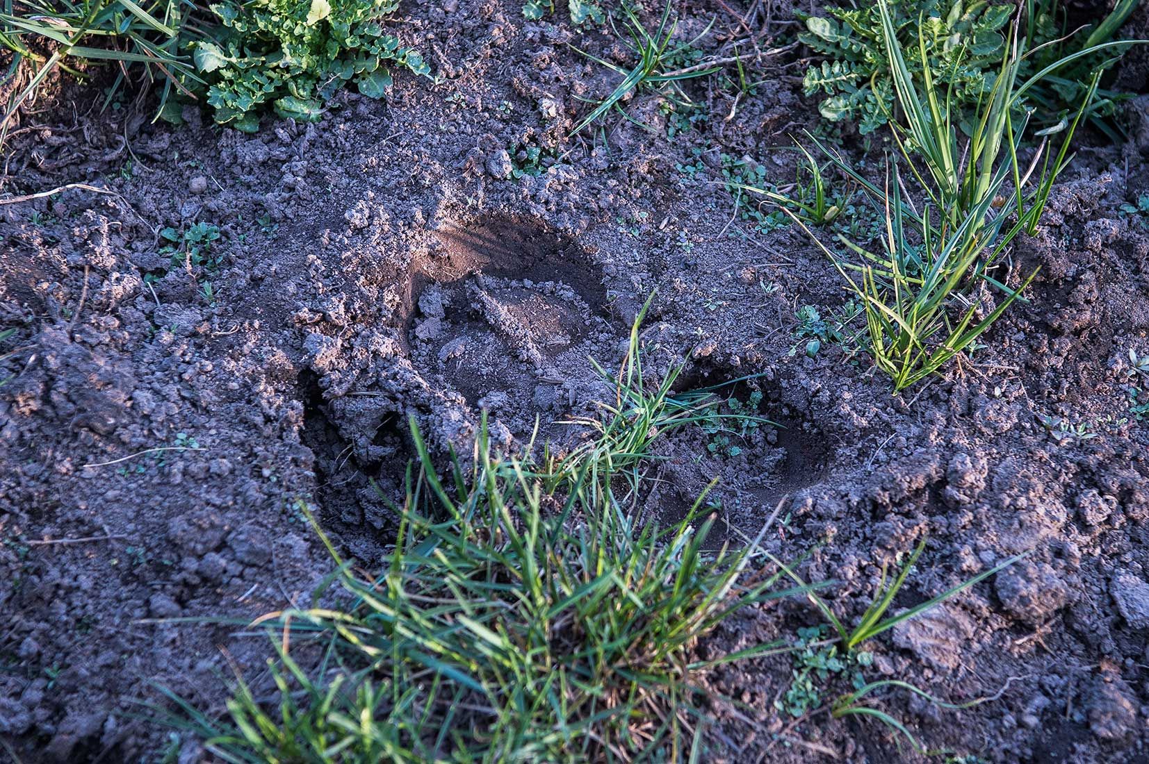 05309-Unshod-Horse-Footprint-in-Critical-Habitat-West-Fork-Little-Colorado-River-Apache-National-Forest-20190603_DSC5825-new.jpg