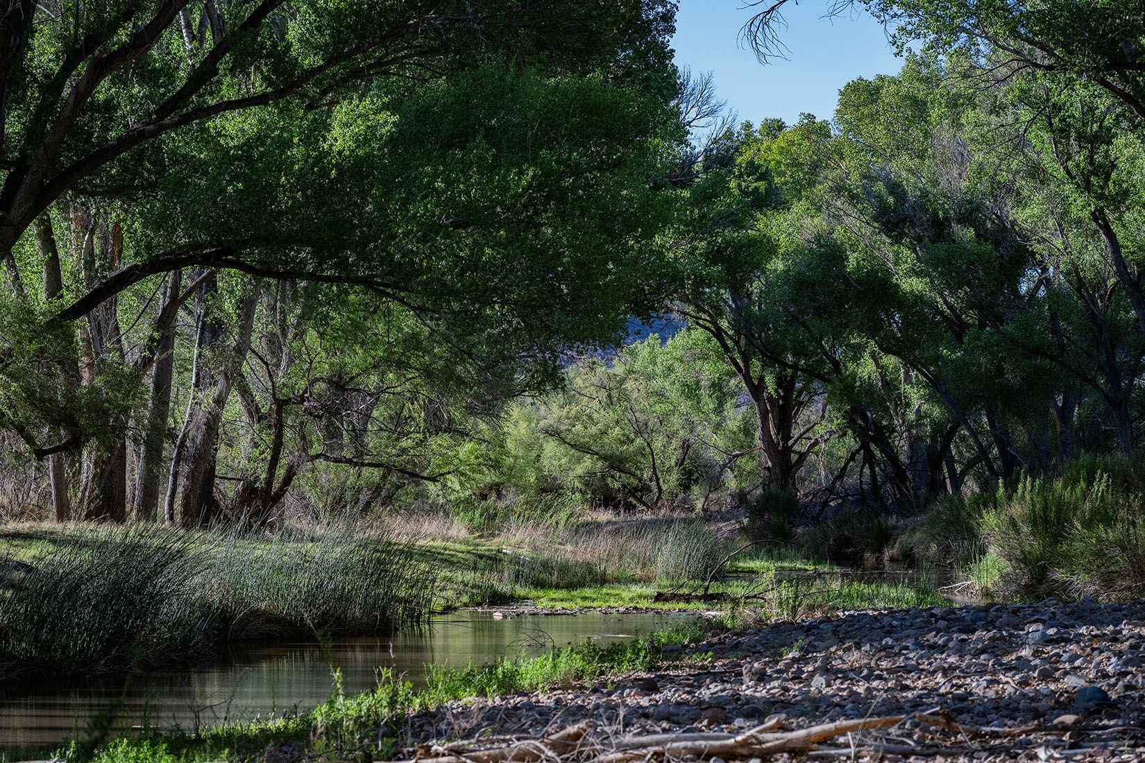 09813 San Pedro River in summer at Escapule 20240504_DSC1740.jpg