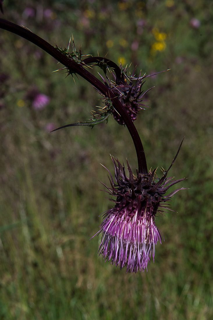 05480-Sacramento-Mountain-Thistle-in-NMMJM-CH-Wills-Canyon-Mauldin-Springs-Lincoln-NF-20190803_DSC9508-new.jpg