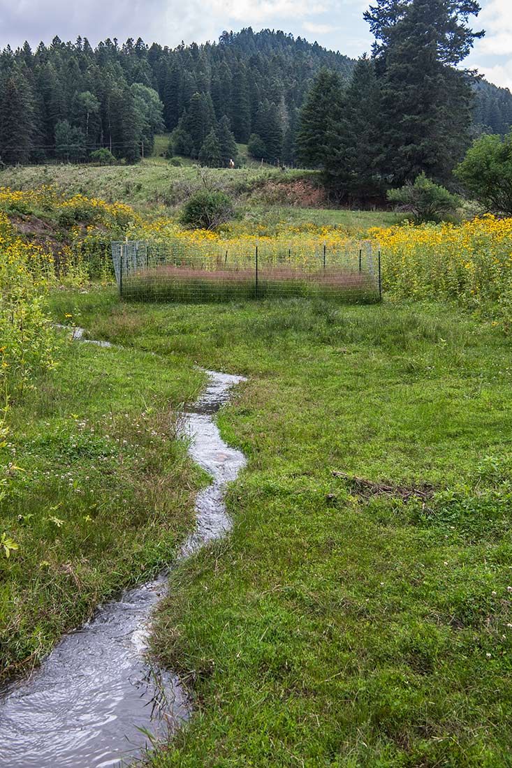05490-NMMJM-CH-Upper-Rio-Penasco-Lincoln-NF-20190804_DSC0148-HEAVILY-GRAZED-NO-STREAMSIDE-VEGETATION-with-HABITAT-EXCLOSURE-new.jpg