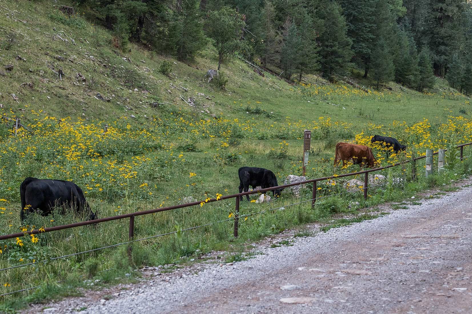 05423-NMMJM-CH-Pipe-Fence-Exclosure-Agua-Chiquita-Creek-Lincoln-NF-20190802-COWS-INSIDE_SIGN-DSC8816-new.jpg