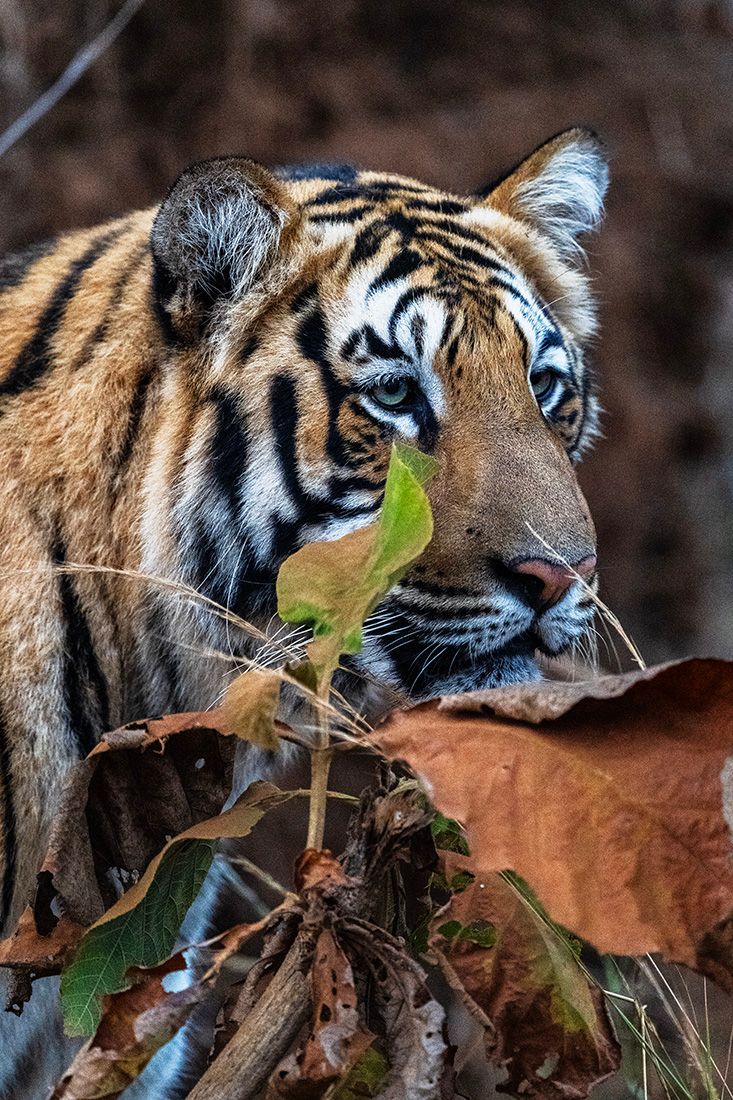 wildlife india