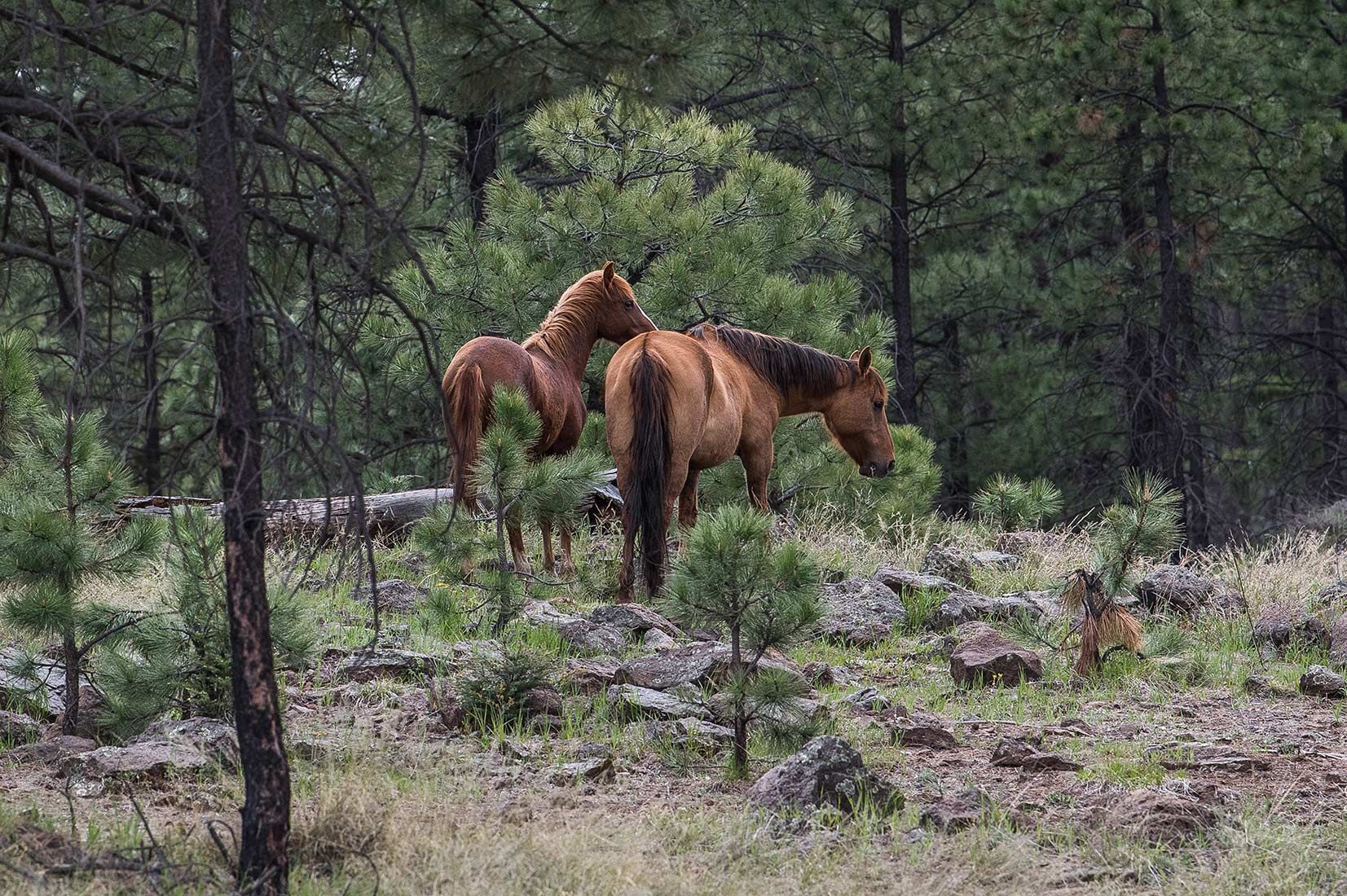 05305-Stray-Horses-above-West-Fork-Black-River-Critical-Habitat-Apache-National-Forest-20190519_DSC4311-new.jpg