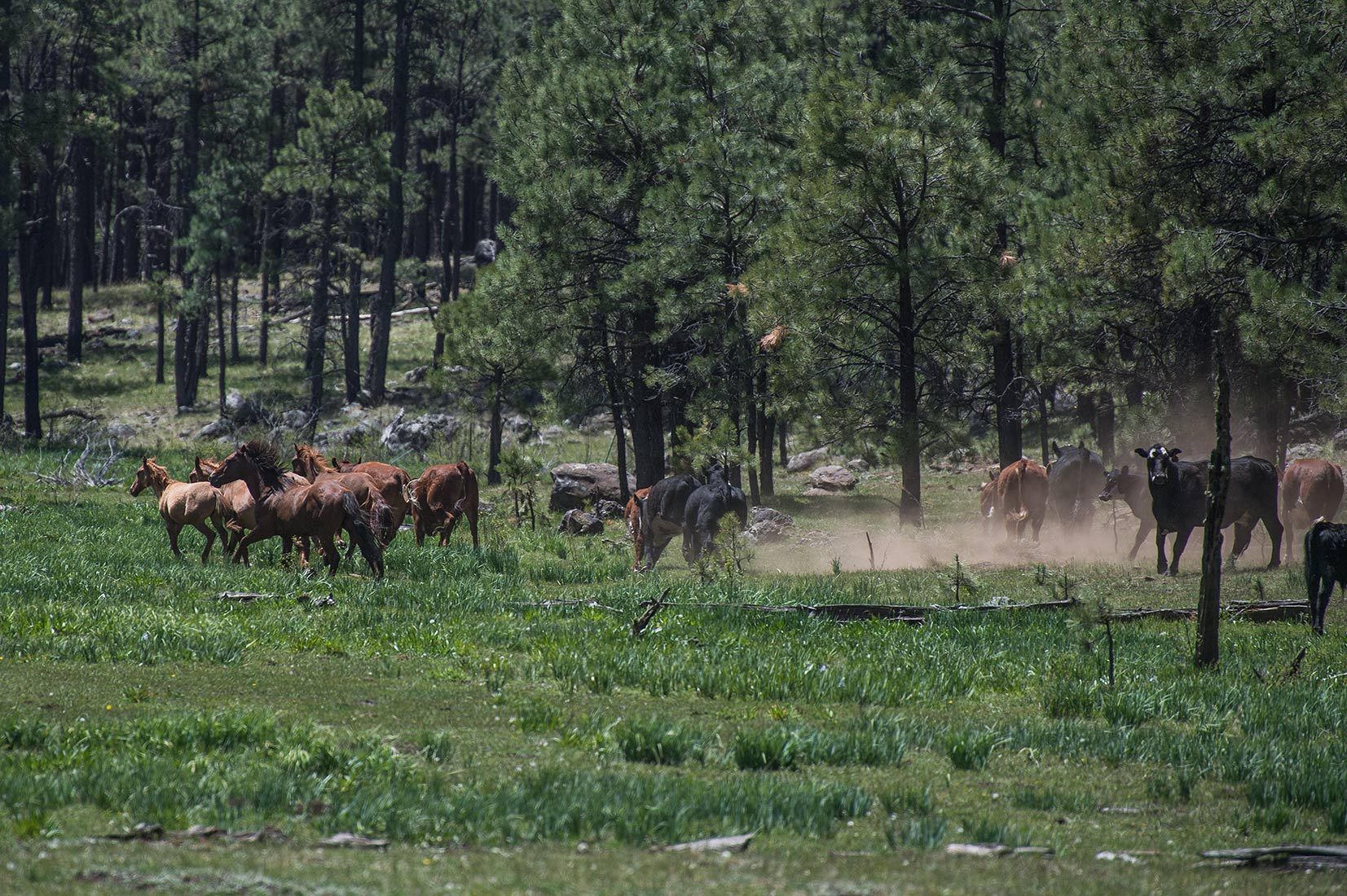 05271-Stray-Horses-and-Cows-in-damaged-Critical-Habitat-Boggy-Creek-Apache-National-Forest-20190604_DSC6083-new.jpg