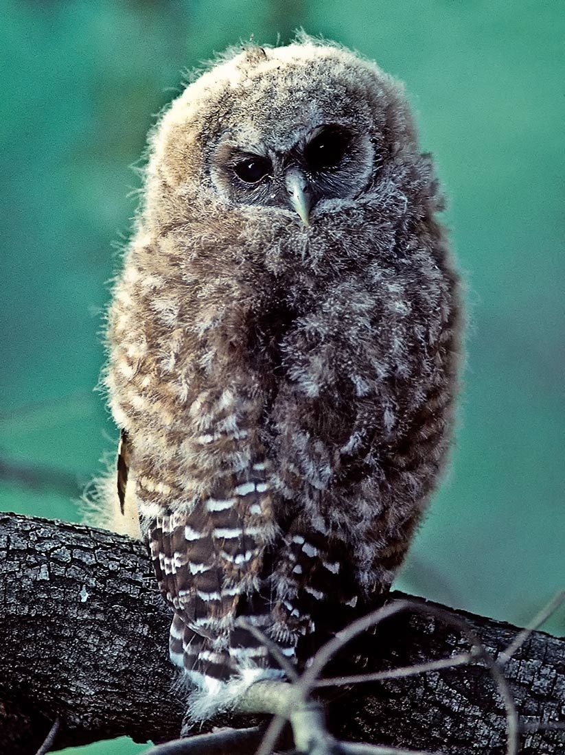 00009-Mexican-Spotted-Owl-Fledgling-Huachuca-Mountains-Arizona