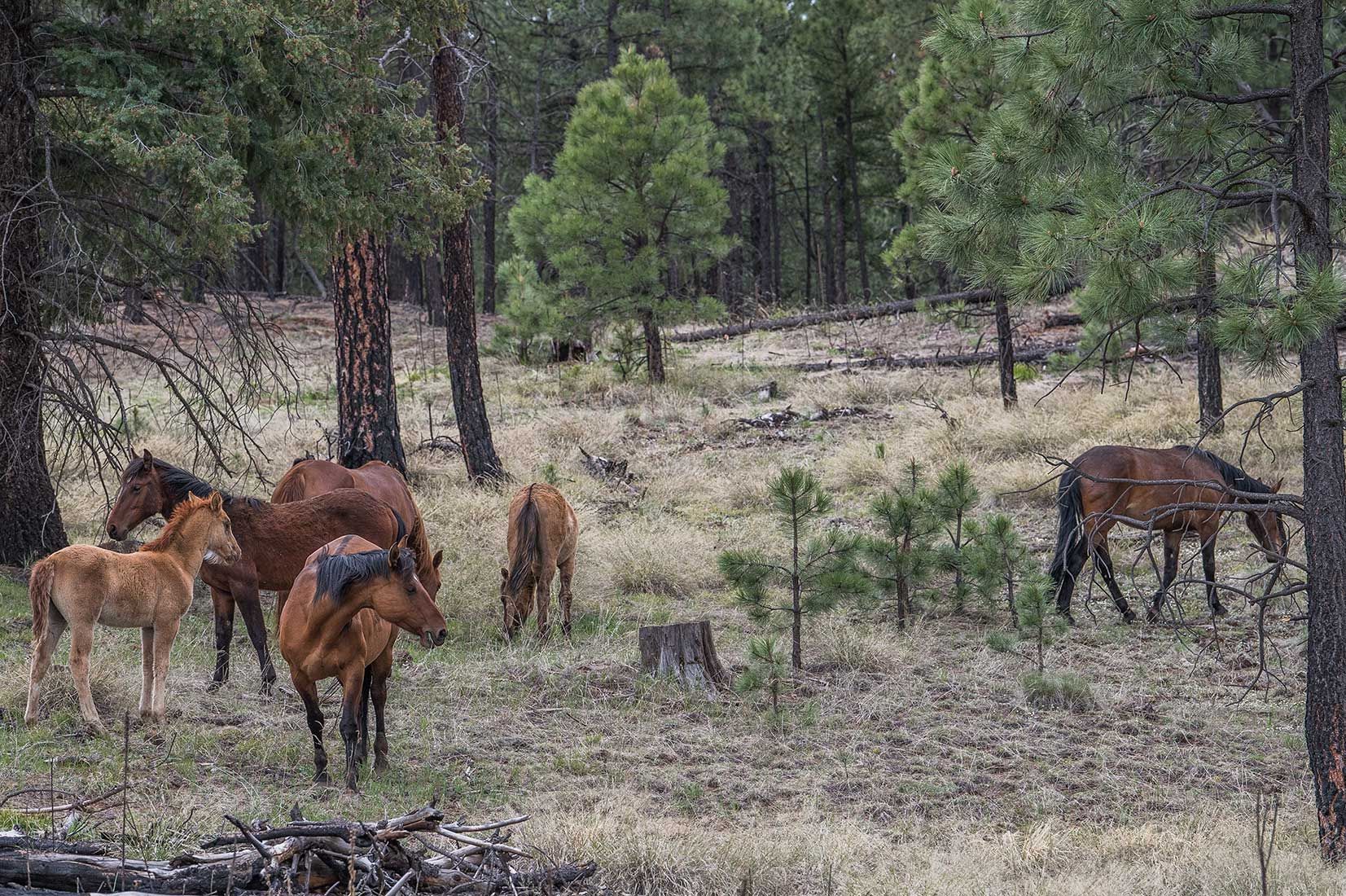 05306-Stray-Horses-above-West-Fork-Black-River-Critical-Habitat-Apache-National-Forest-20190519_DSC4312-new.jpg