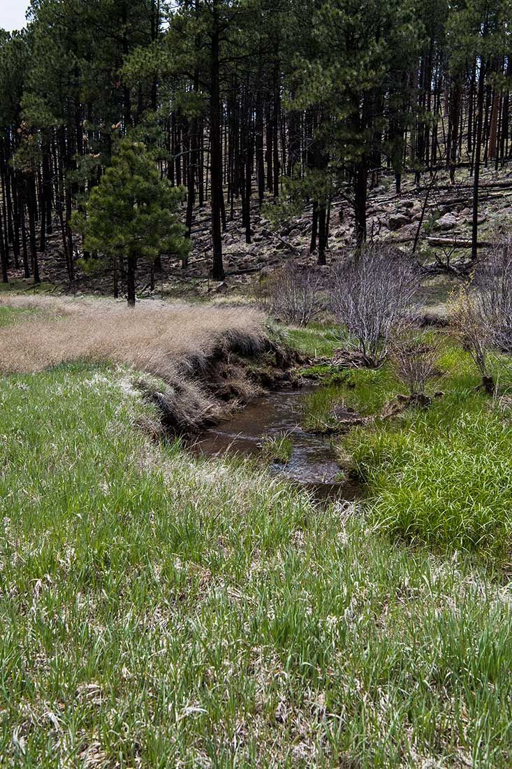05290-Centerfire-Creek-within-Critical-Habitat-Exclosure-Apache-National-Forest-20190519_DSC4253-new.jpg