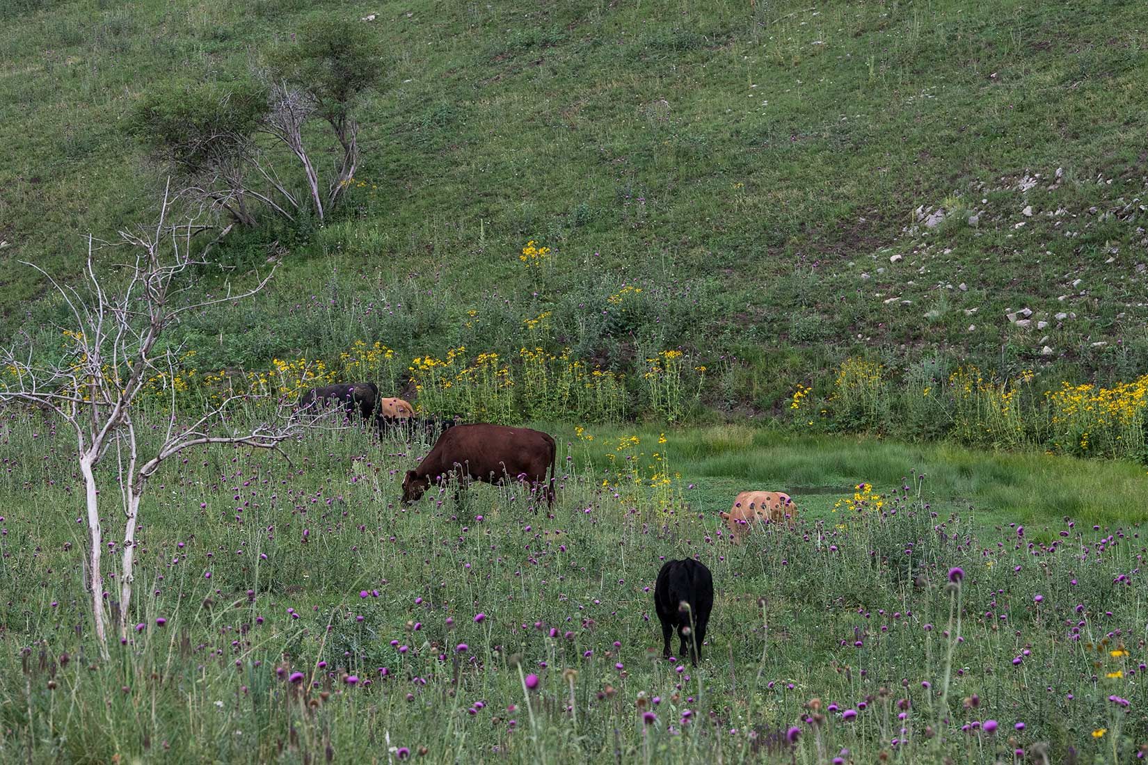 05496-NMMJM-CH-Upper-Rio-Penasco-Lincoln-NF-20190804_DSC0198-COWS-INSIDE-OF-EXCLOSURE-new.jpg