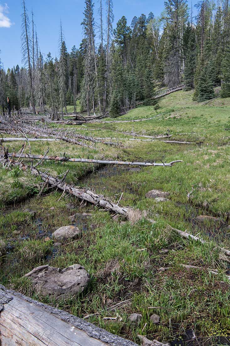 05314-Damaged-Critical-Habitat-Corduroy-Creek-Apache-National-Forest-20190605_DSC6404-new.jpg