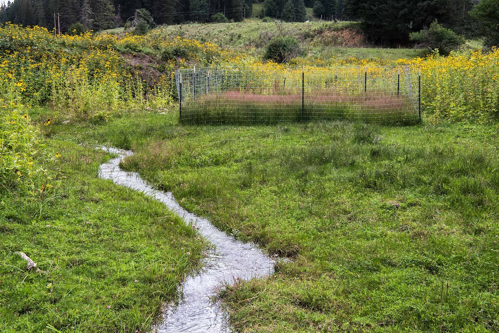 05489-NMMJM-CH-Upper-Rio-Penasco-Lincoln-NF-20190804_DSC0140-HEAVILY-GRAZED-NO-STREAMSIDE-VEGETATION-with-HABITAT-EXCLOSURE-new.jpg