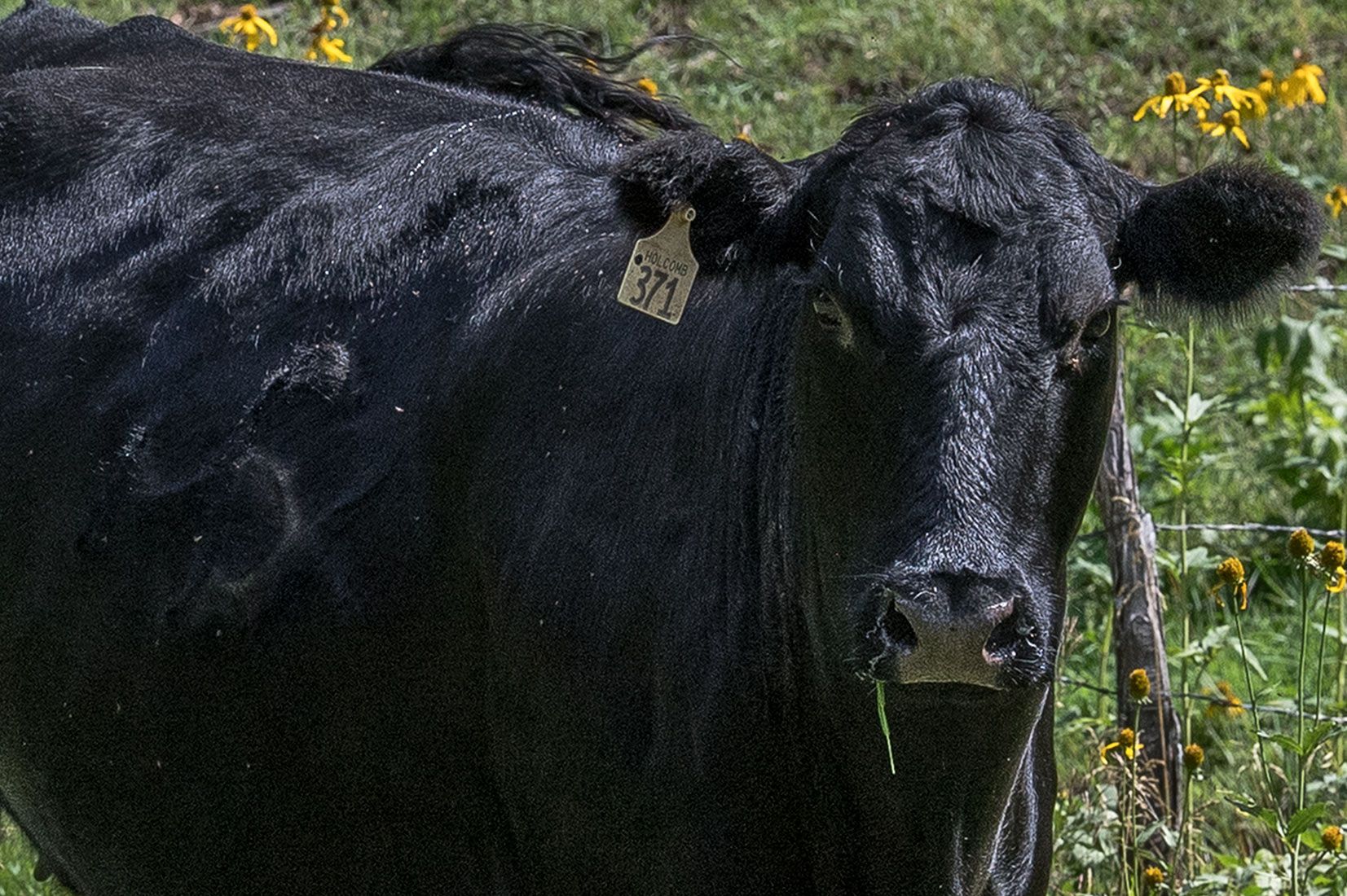 05439-NMMJM-CH-Exclosure-Middle-Rio-Penasco-Lincoln-NF-20190803_DSC9074-TRESPASS-COW-INSIDE-BRAND-and-EAR-TAG-new.jpg
