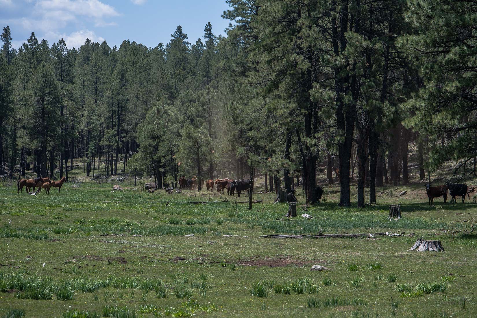 05281-Stray-Horses-and-Cows-in-damaged-Critical-Habitat-Boggy-Creek-Apache-National-Forest-20190604_DSC6094-new.jpg