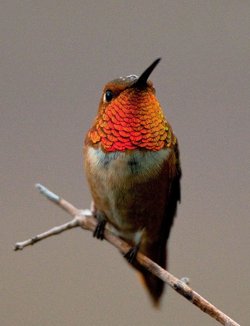 Rufous-Hummingbird-in-Rain