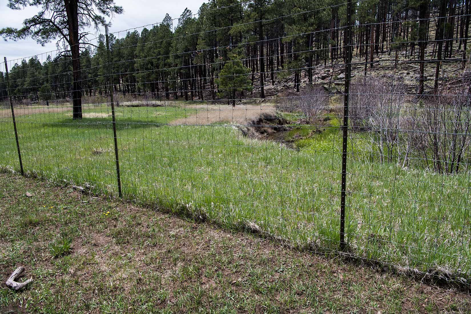 05289-Exclosure-and-damaged-Critical-Habitat-Centerfire-Creek-Apache-National-Forest-20190519_DSC4252-new.jpg