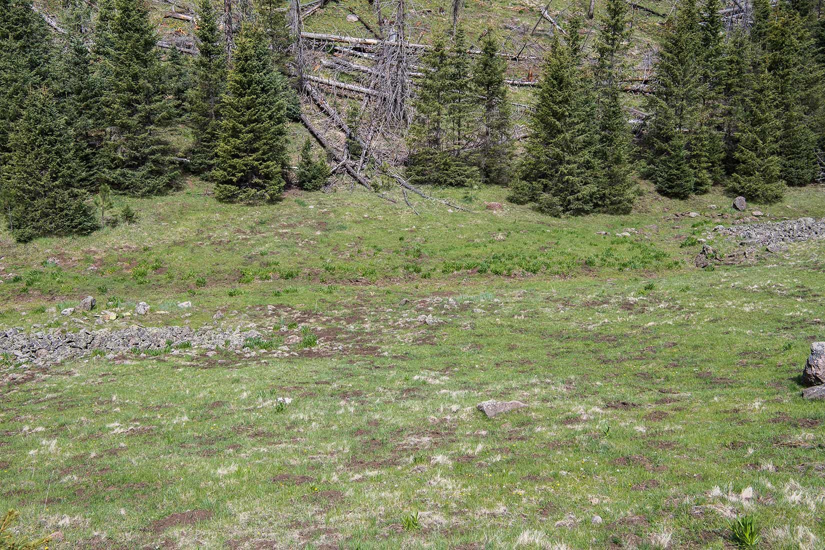 05320-Damaged-Critical-Habitat-Corduroy-Creek-Apache-National-Forest-20190605_DSC6432-new.jpg