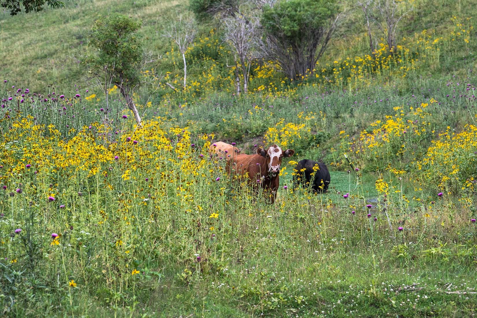 05492-NMMJM-CH-Upper-Rio-Penasco-Lincoln-NF-20190804_DSC0160-COWS-INSIDE-OF-EXCLOSURE-new.jpg