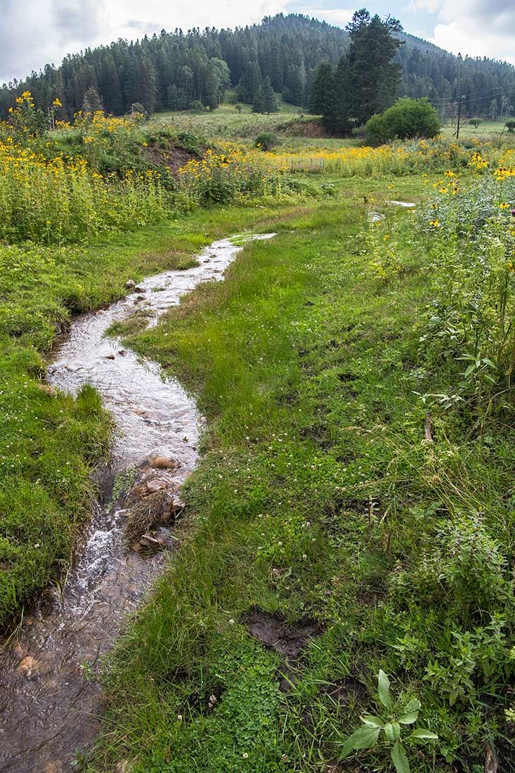 05487-NMMJM-CH-Upper-Rio-Penasco-Lincoln-NF-20190804_DSC0110-HEAVILY-GRAZED-NO-STREAMSIDE-VEGETATION-with-COW-FECES-TRAMPLING-new.jpg