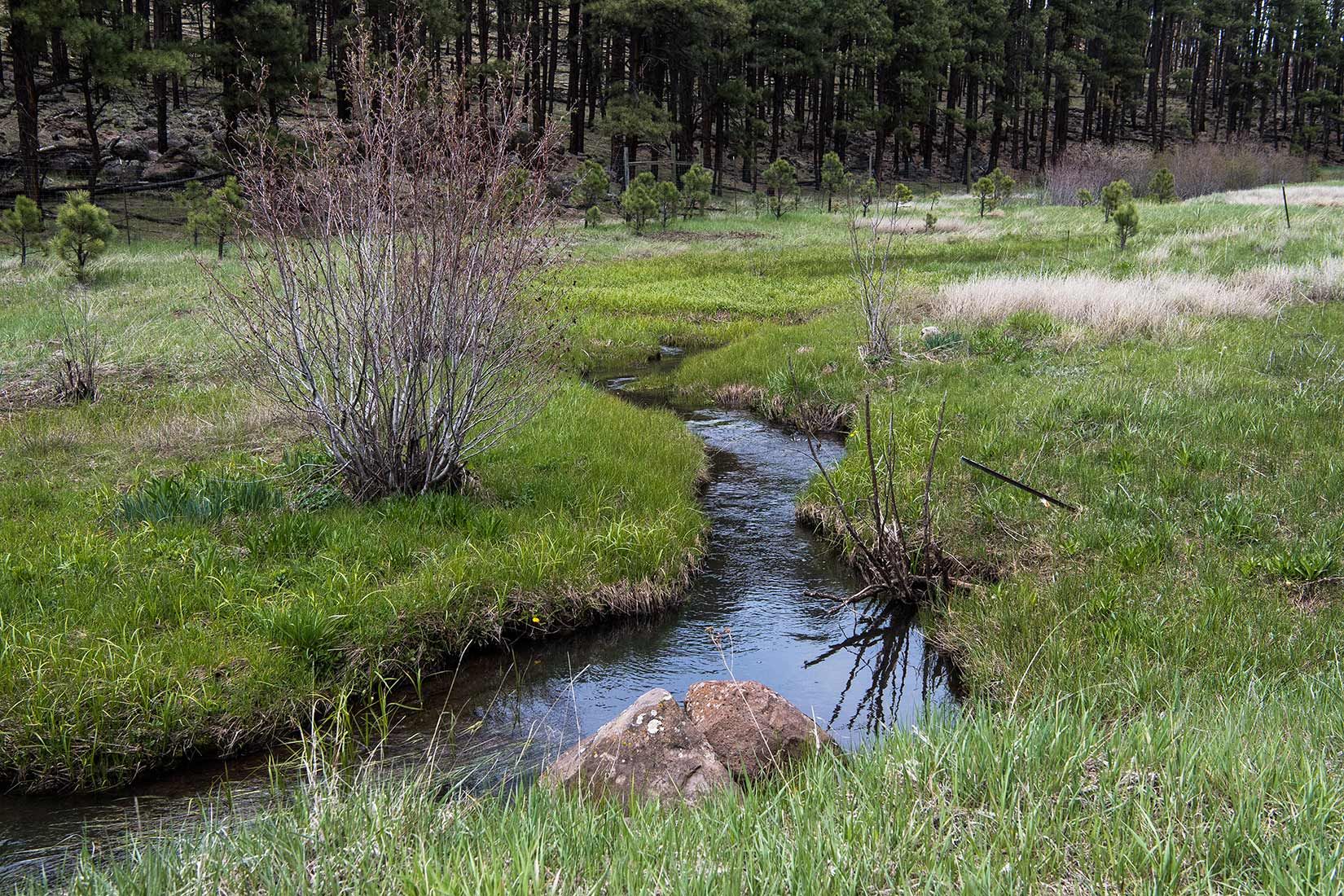 05295-Centerfire-Creek-within-Critical-Habitat-Exclosure-Apache-National-Forest-20190519_DSC4271-new.jpg