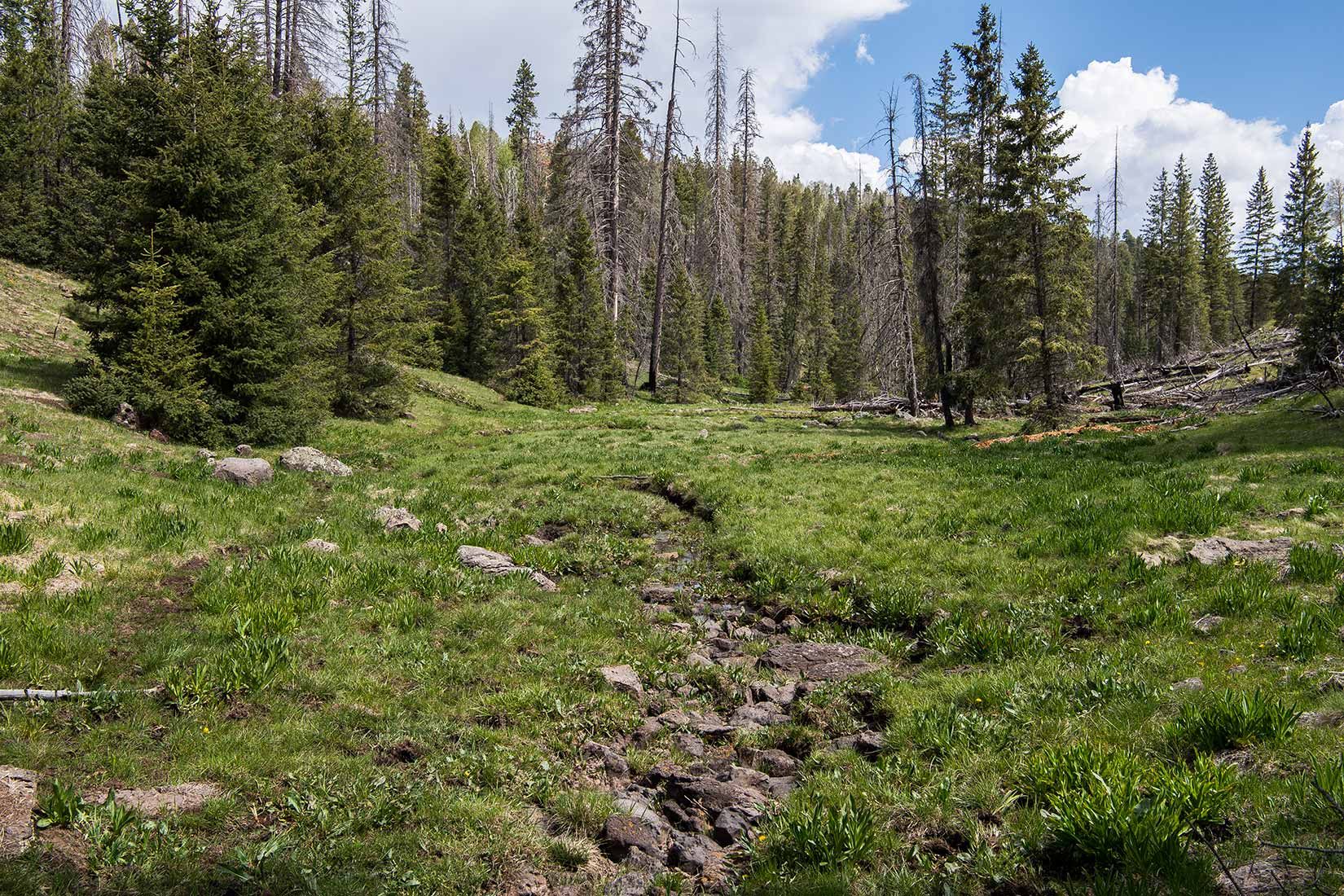 05323-Damaged-Critical-Habitat-Corduroy-Creek-Apache-National-Forest-20190605_DSC6439-new.jpg