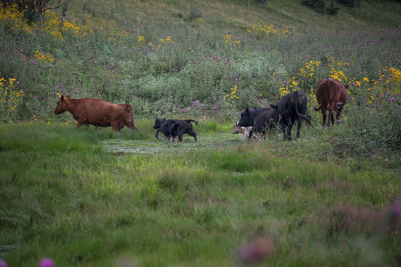 05503-NMMJM-CH-Upper-Rio-Penasco-Lincoln-NF-20190804_DSC0248-COWS-INSIDE-OF-EXCLOSURE-new.jpg