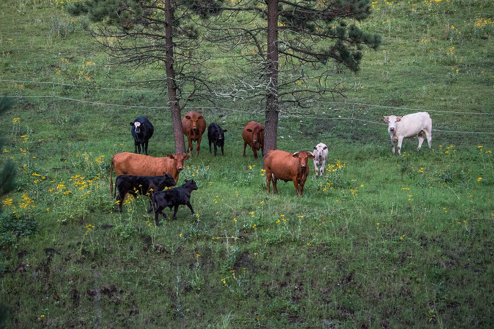05454-NMMJM-CH-Wills-Canyon-Lincoln-NF-20190803_DSC0052-COWS-INSIDE-EXCLOSURE-new.jpg