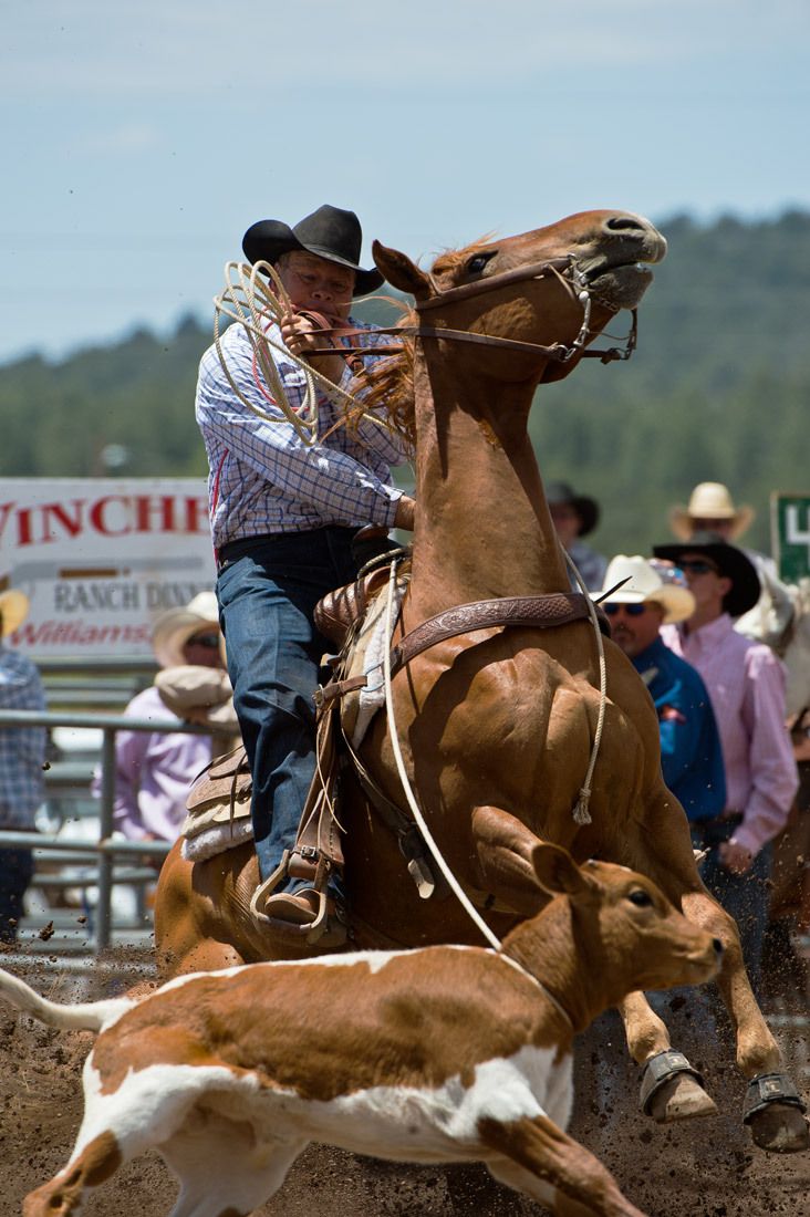 01595 Senior Cowboy Calf Roper Anchoring Rope and Calf