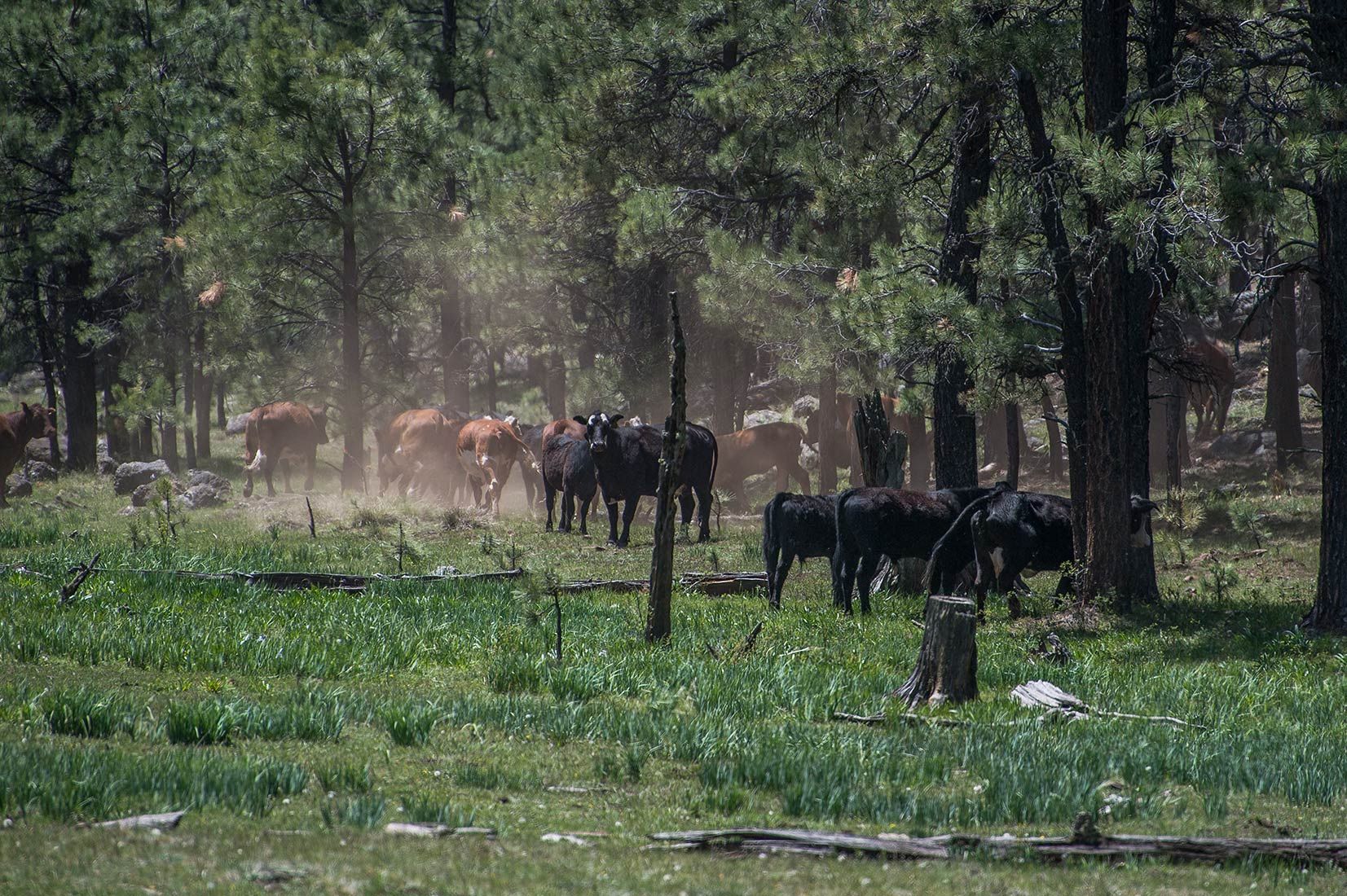 05273-Stray-Cows-leaving-damaged-Critical-Habitat-Boggy-Creek-Apache-National-Forest-20190604_DSC6092-new.jpg