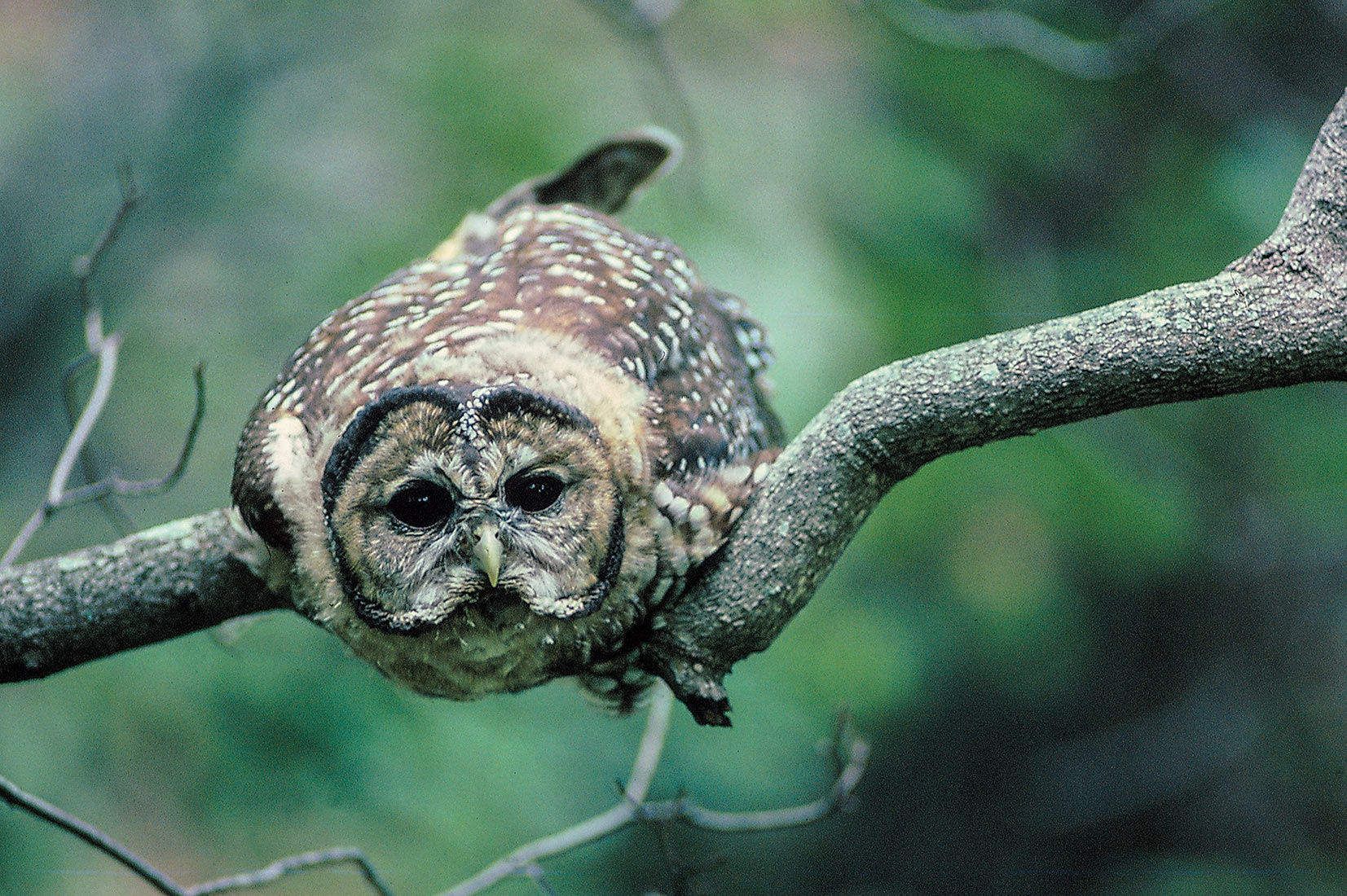 wildlife southwest 3