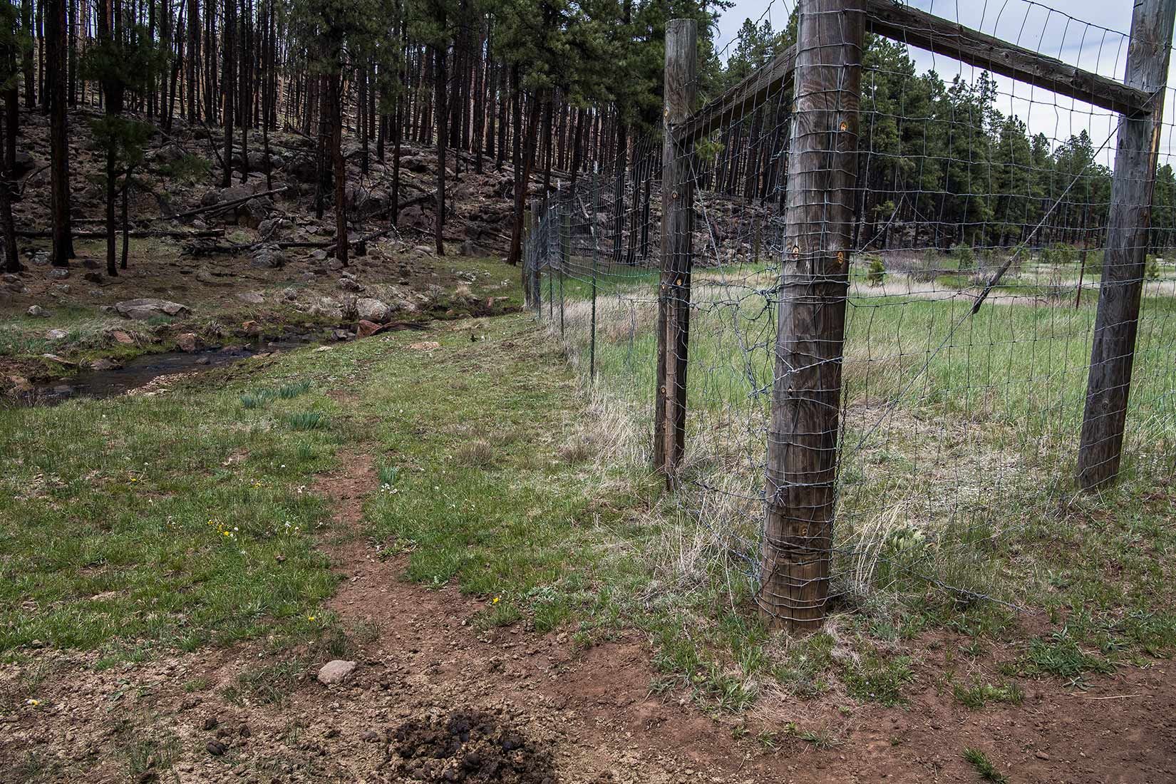 05298-Centerfire-Creek-with-Exclosure-Fence-Outside-Critical-Habitat-Damage-and-Horse-Manure-Apache-National-Forest-20190519-_DSC4281-new.jpg
