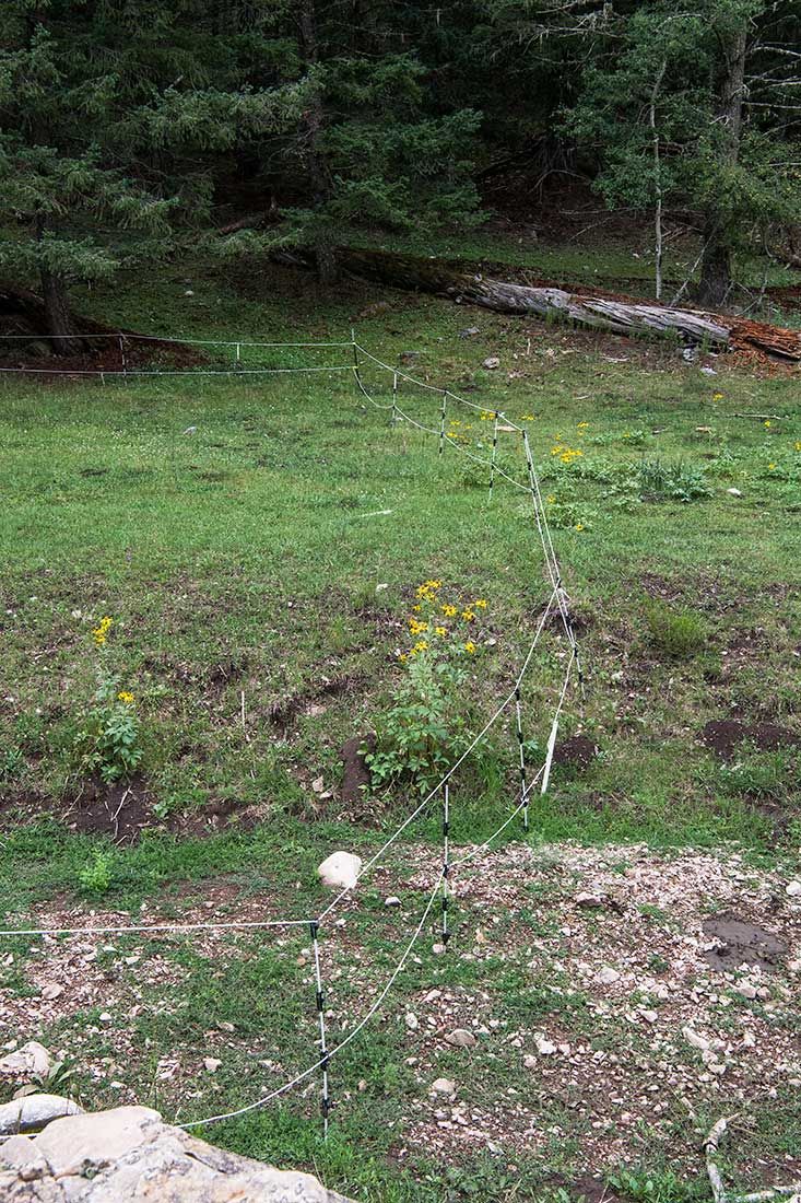 05408-NMMJM-CH-Electric-Fence-Exclosure-Agua-Chiquita-Creek-Lincoln-NF-20190802-FENCE-LINE-NO-EFFECT_DSC8568-new.jpg