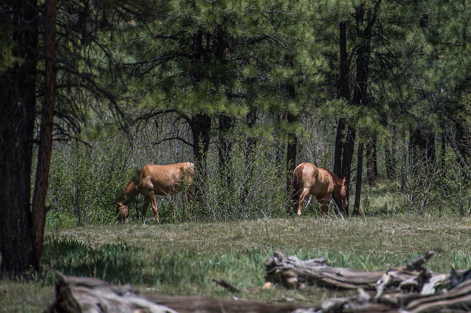 05274-Stray-Horses-in-damaged-Critical-Habitat-Boggy-Creek-Apache-National-Forest-20190604_DSC6174-new.jpg