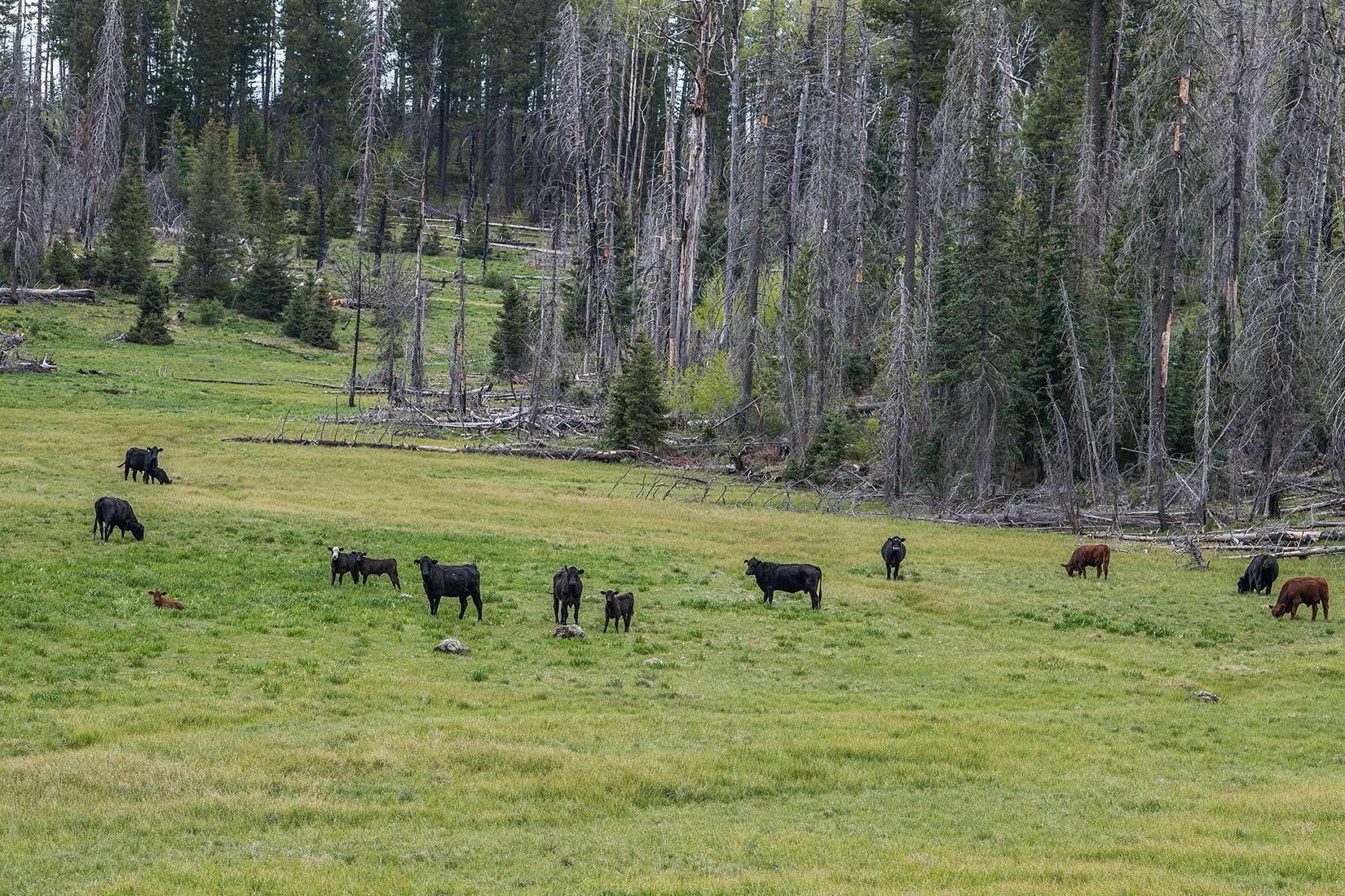05324-Cattle-just-above-Unfenced-and-Damaged-Critical-Habitat-Corduroy-Creek-Apache-National-Forest-20190605_DSC6455-new.jpg