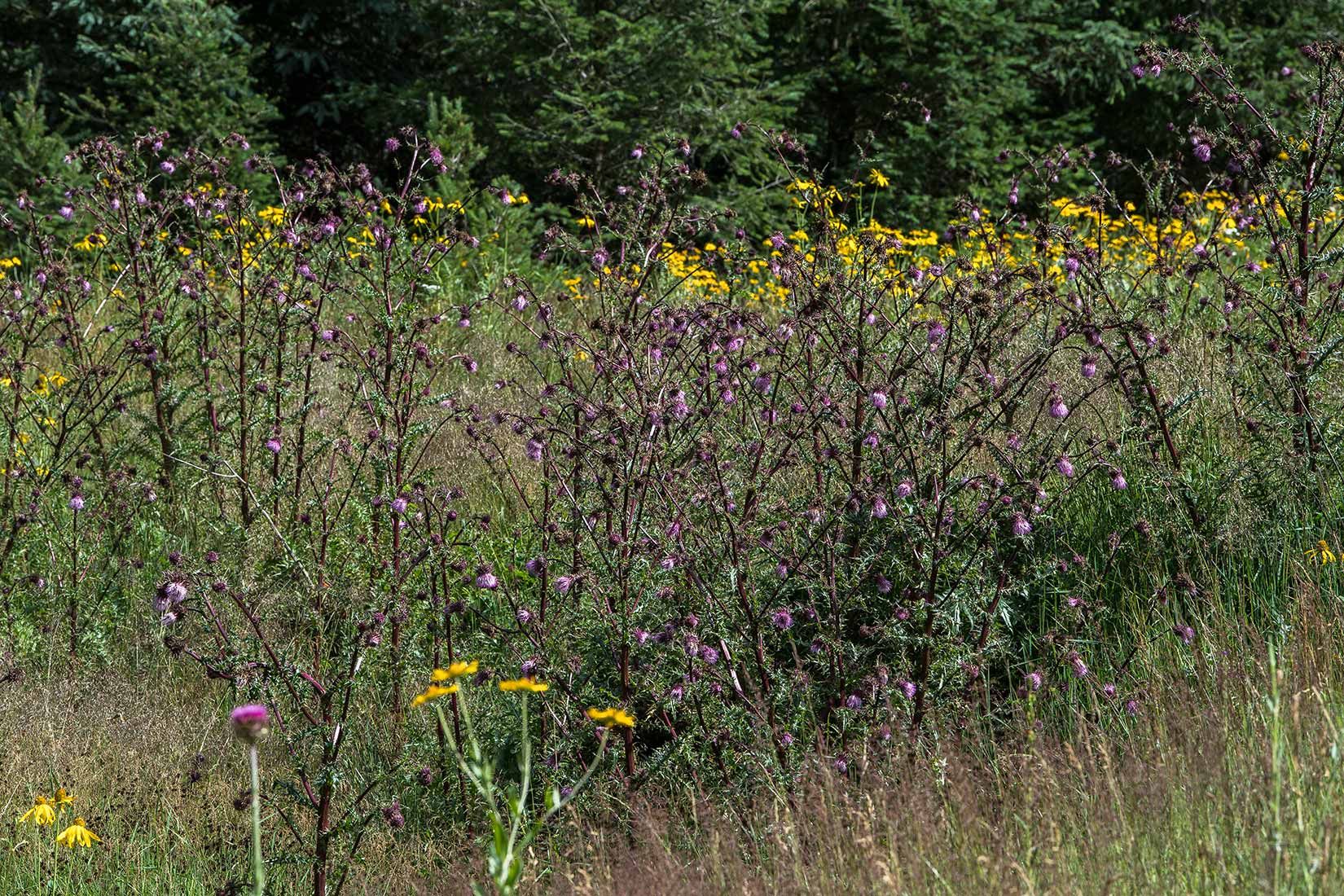 05481-Sacramento-Mountain-Thistle-in-NMMJM-CH-Wills-Canyon-Mauldin-Springs-Lincoln-NF-20190803_DSC9470-new.jpg