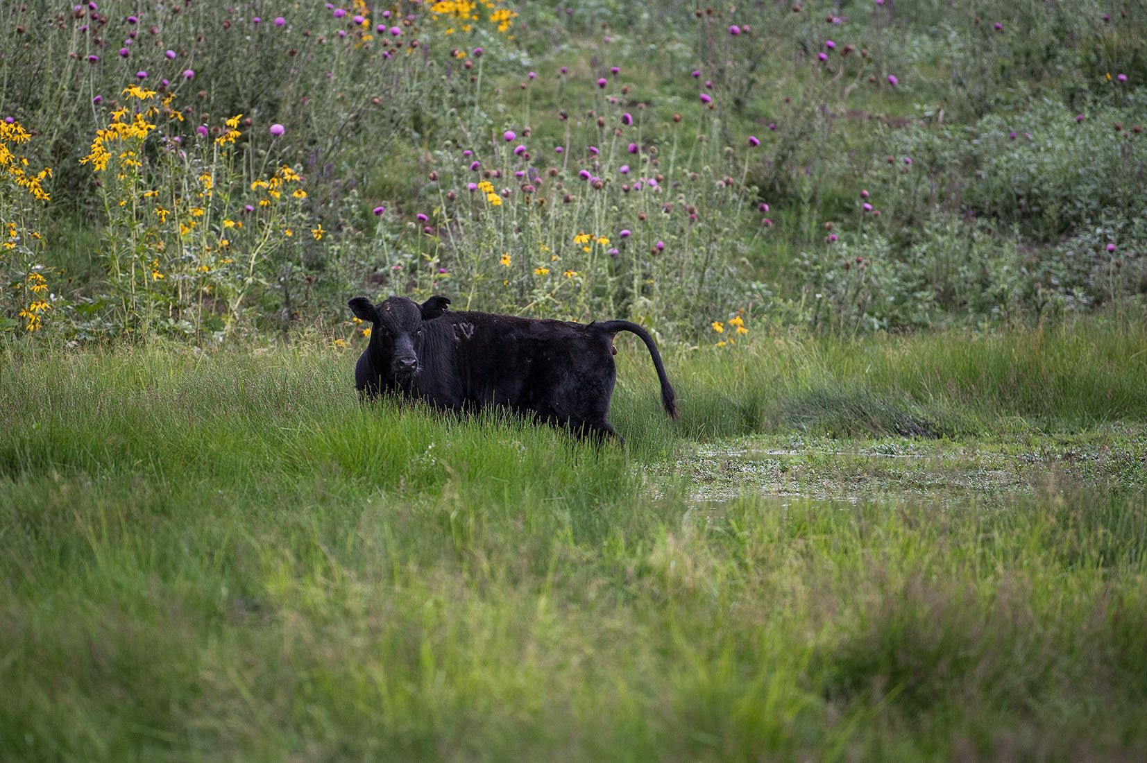 05500-NMMJM-CH-Upper-Rio-Penasco-Lincoln-NF-20190804_DSC0280-COW-INSIDE-OF-EXCLOSURE-new.jpg