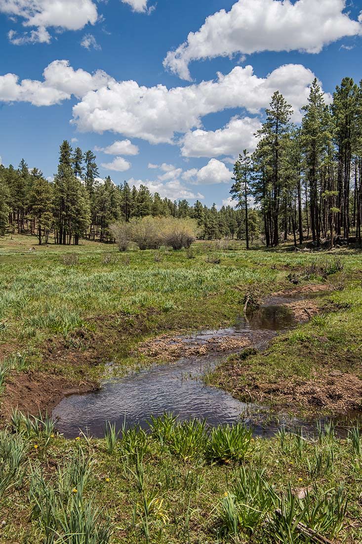 05275-Critical-Habitat-destruction-Boggy-Creek-Apache-National-Forest-20190604_DSC6144-new.jpg