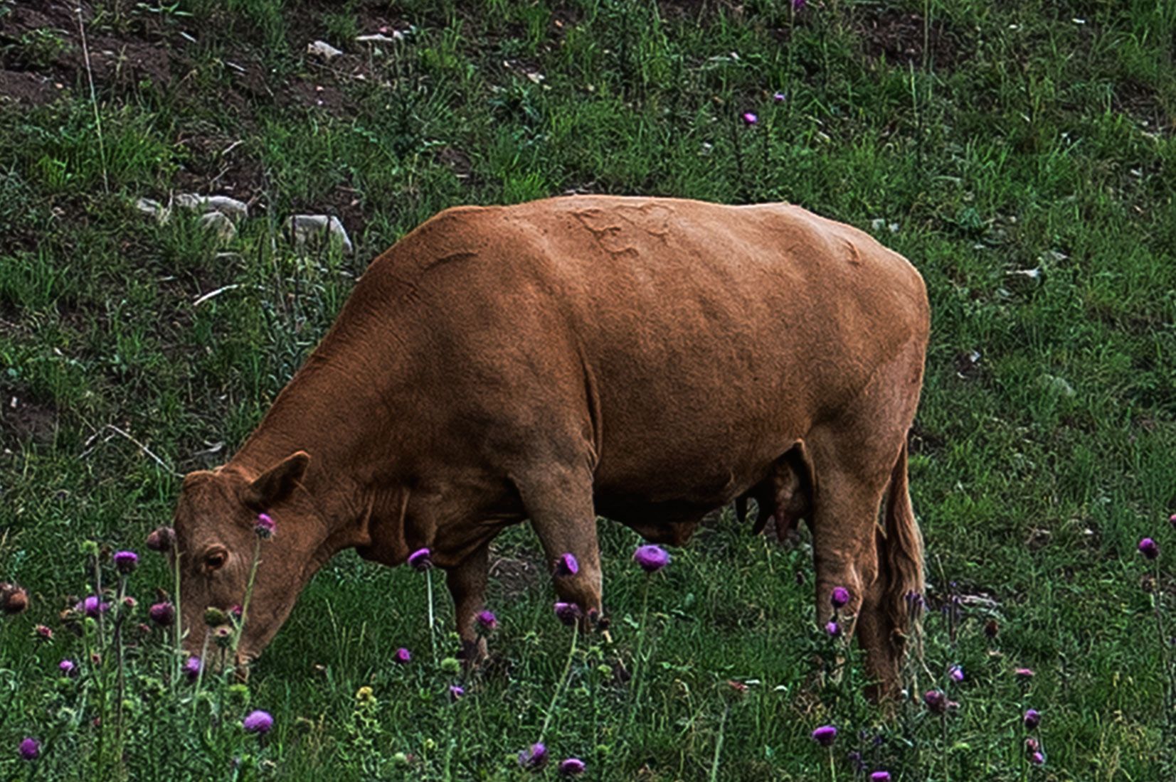 05499-NMMJM-CH-Upper-Rio-Penasco-Lincoln-NF-20190804_DSC0211-COWS-INSIDE-OF-EXCLOSURE-BRAND-2-new.jpg
