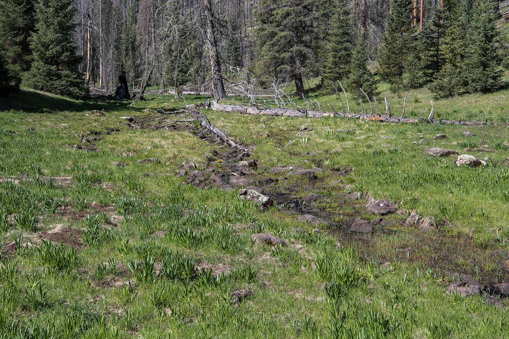 05311-Damaged-Critical-Habitat-Corduroy-Creek-Apache-National-Forest-20190605_DSC6387-new.jpg