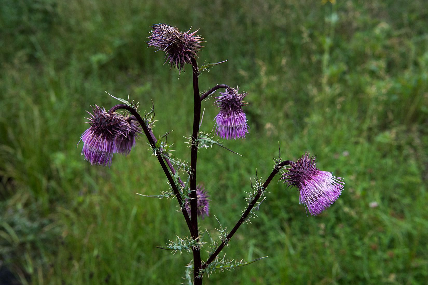 05478-Sacramento-Mountain-Thistle-in-NMMJM-CH-Wills-Canyon-Mauldin-Springs-Lincoln-NF-20190803_DSC0014-new.jpg