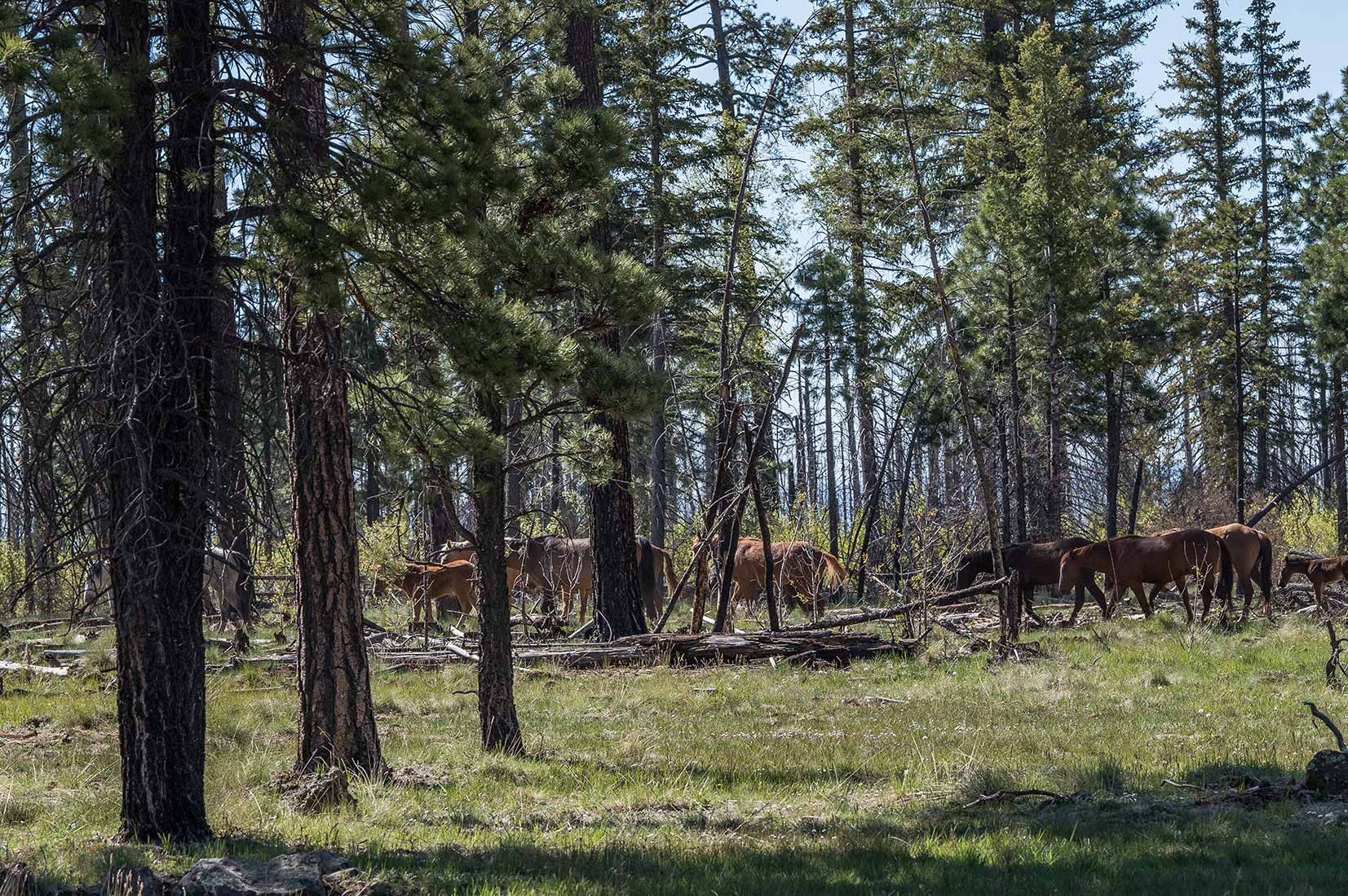 05286-Stray-horses-just-above-Critical-Habitat-West-Fork-Black-River-Apache-National-Forest-20190604_DSC5960-new.jpg