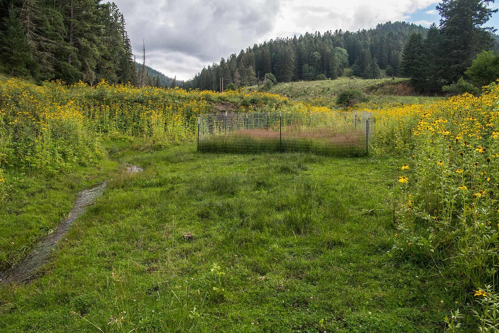 05488-NMMJM-CH-Upper-Rio-Penasco-Lincoln-NF-20190804_DSC0110-HEAVILY-GRAZED-NO-STREAMSIDE-VEGETATION-with-HABITAT-EXCLOSURE-new.jpg