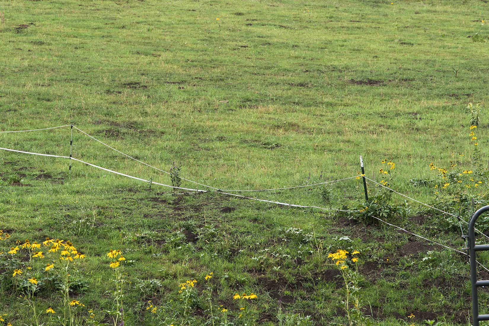 05462-NMMJM-CH-Wills-Canyon-Lincoln-NF-20190803_DSC9371-ELECTRIC-FENCE-DISREPAIR-copy.jpg